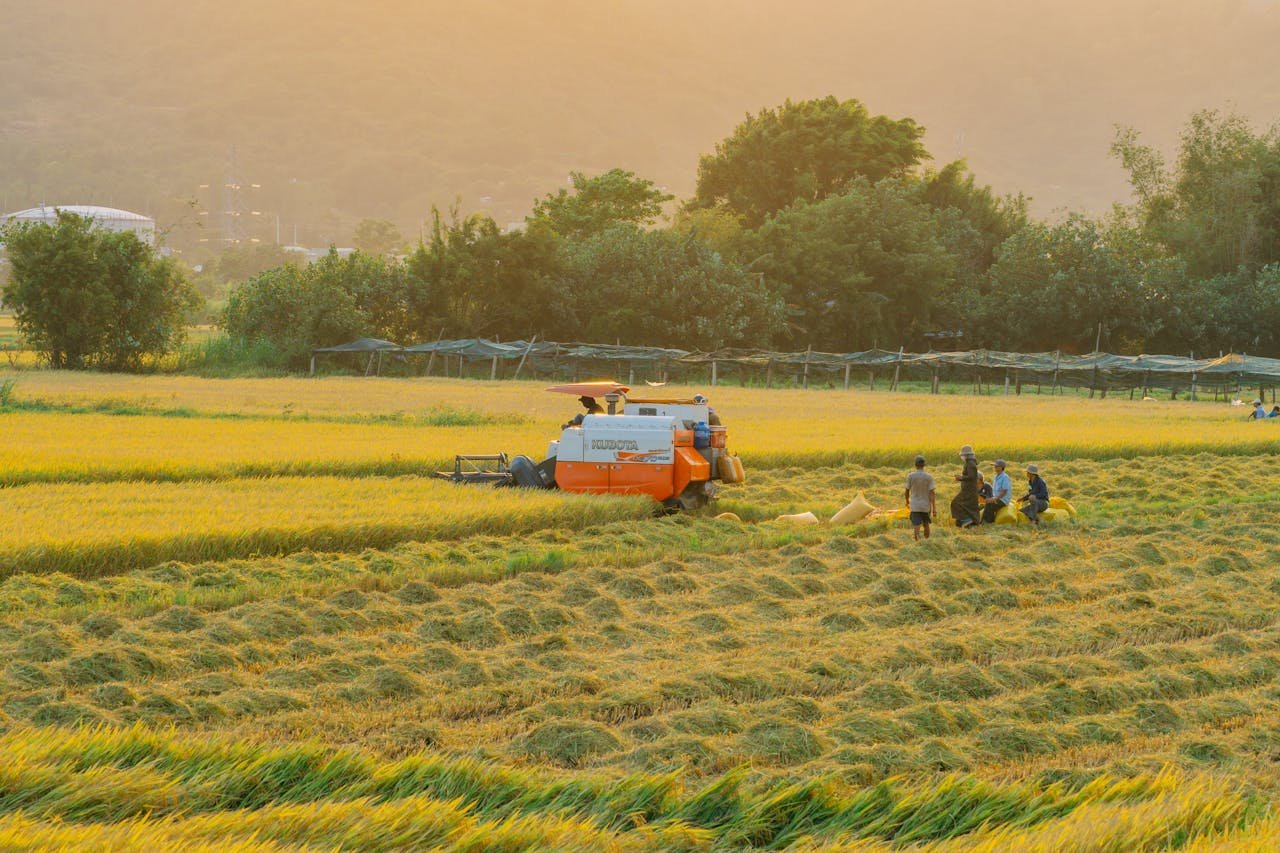Farmers harvesting rice with machinery in Quy Nhơn, Vietnam during golden hour.